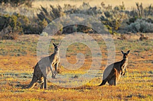 Female, male and joey eastern grey kangaroos Macropus giganteus, Coorong National Park Australia