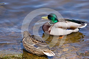 Female and male mallard (wild duck) near the Lake Malta in Pozna? (Poland) photo