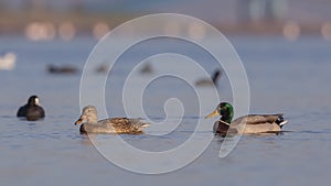 Female and Male Mallards Wading