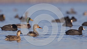 Female and Male Mallards Wading