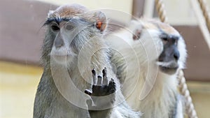 Female and male monkey hussars sit at the zoo