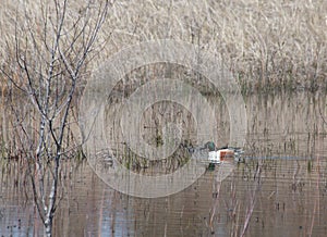 Female and Male Northern Shoveler Ducks anas clypeata