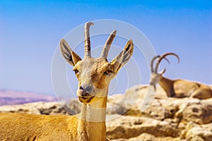 Female and male Nubian Ibex, Makhtesh crater Ramon