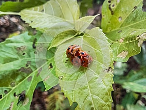 Female and male orange ladybugs mating on a leaf