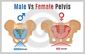 Female Male Pelvis-09