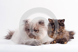 Female and male persian cat breed