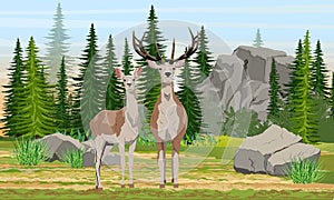 A female and a male red deer stand in a meadow near a spruce forest and large rocks. Mammals animals of Europe and America