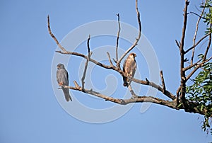 Female and male  red footed falcon