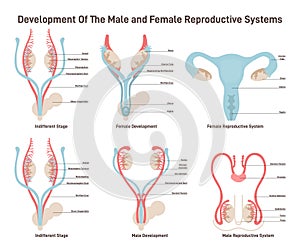 Female and male reproductive system development set. Embryonic