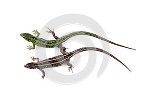 Female and male of sand lizard Lacerta agilis isolated on whit