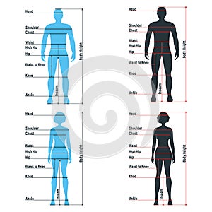 Female and male size chart anatomy human character, people dummy front and view side body silhouette, isolated on white, flat