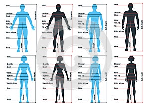 Female and male size chart anatomy human character, people dummy front and view side body silhouette, isolated on white, flat