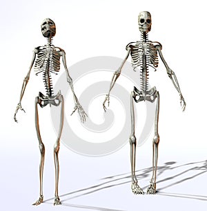 Female And Male Skeletons