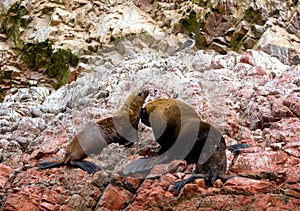 Female and male South American sea lions Otaria flavescens on the beach