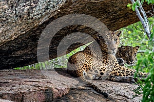 The Female and male of Sri Lankan leopard Panthera pardus kotiya.