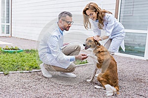 female and male veterinarians palming dog on yard