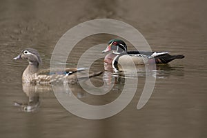 Female and male wood duck