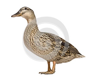 Female Mallard, 1 years old, standing