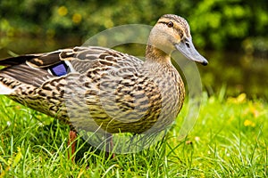 Female Mallard