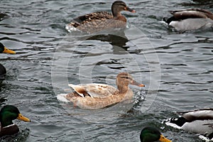 Female mallard Anas platyrhynchos with abnormally light colored plumage