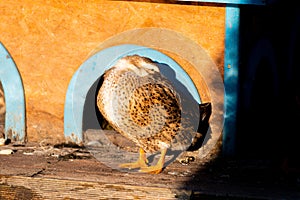 Female mallard Anas Platyrhynchos cleans feathers at sunset. A bird house made of wood slabs is built on the shore of the pond