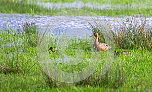 Female mallard Anas platyrhynchos with ducklings