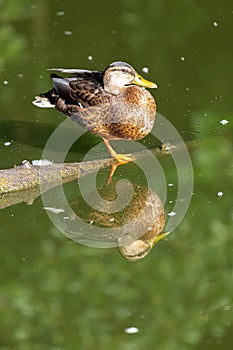 Female Mallard and Reflection in Water