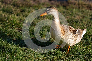 Female mallard Anas Platyrhynchos stands on the grass on the shore of a pond or lake and looks into the camera with her head