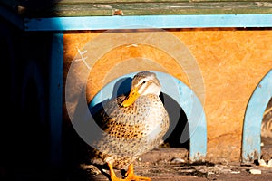 Female mallard Anas Platyrhynchos stands on the wood grating on sunset. A bird house made of wood slabs is built on the shore of