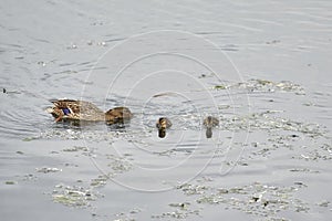 Female mallard Anas platyrhynchos in the water of a city river, swimming with her young