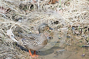 Female Mallard in the Chesapeake and Ohio Canal National Historical Park