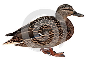 Female Mallard with clipping path