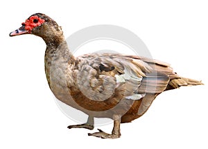 Female Mallard with clipping path, standing in front of white background