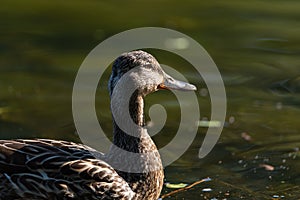 A female Mallard dabbling duck, Anas platyrhynchos closeup and in profile, with a bokeh background