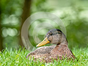 A female Mallard dabbling duck, Anas platyrhynchos closeup and in profile, with a bokeh background