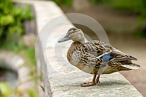 A female Mallard dabbling duck, Anas platyrhynchos standing on a wall