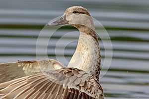 Female Mallard at Downing Park