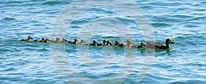 Female Mallard duck and 15 ducklings in a row