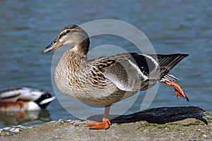 Female mallard duck