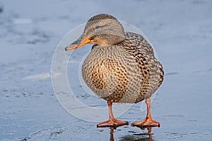 A female Mallard duck, Anas platyrhynchos close-up on a frozen pond