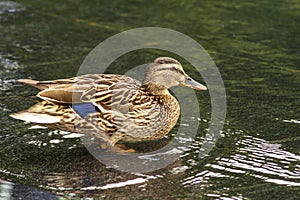 Female mallard duck Anas platyrhynchos is a member of the family Anatidae. It`s a waterfowl. Beautiful young duck stand in water