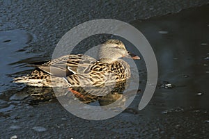 A female Mallard Duck Anas platyrhynchos sitting in a frozen lake