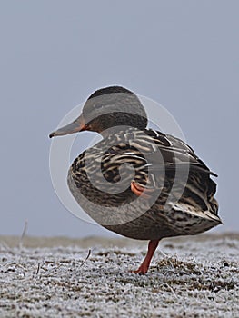 Female mallard duck Anas platyrhynchos standing on one leg on frozen grass on molo of the river Vah, Slovakia