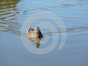 Female mallard duck Anas platyrhynchos swimming in the river front view