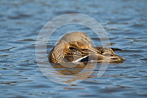 Female Mallard duck Anas platyrhynchos swimming in the river, wildlife scene