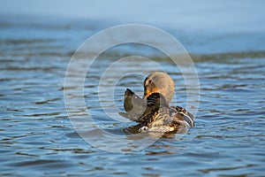 Female Mallard duck Anas platyrhynchos, wildlife scene