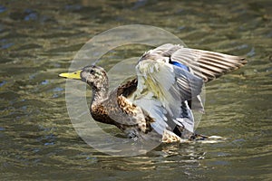 Female Mallard duck Anus platyrhynchos