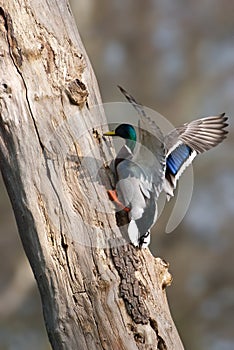 Female mallard duck attempting to land