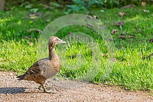 Female Mallard Duck calmly walking along dirt path