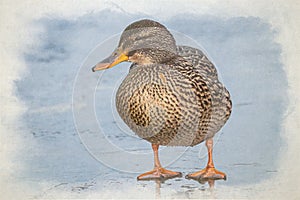 A female Mallard duck digital watercolour painting, Anas platyrhynchos close-up on a frozen pond